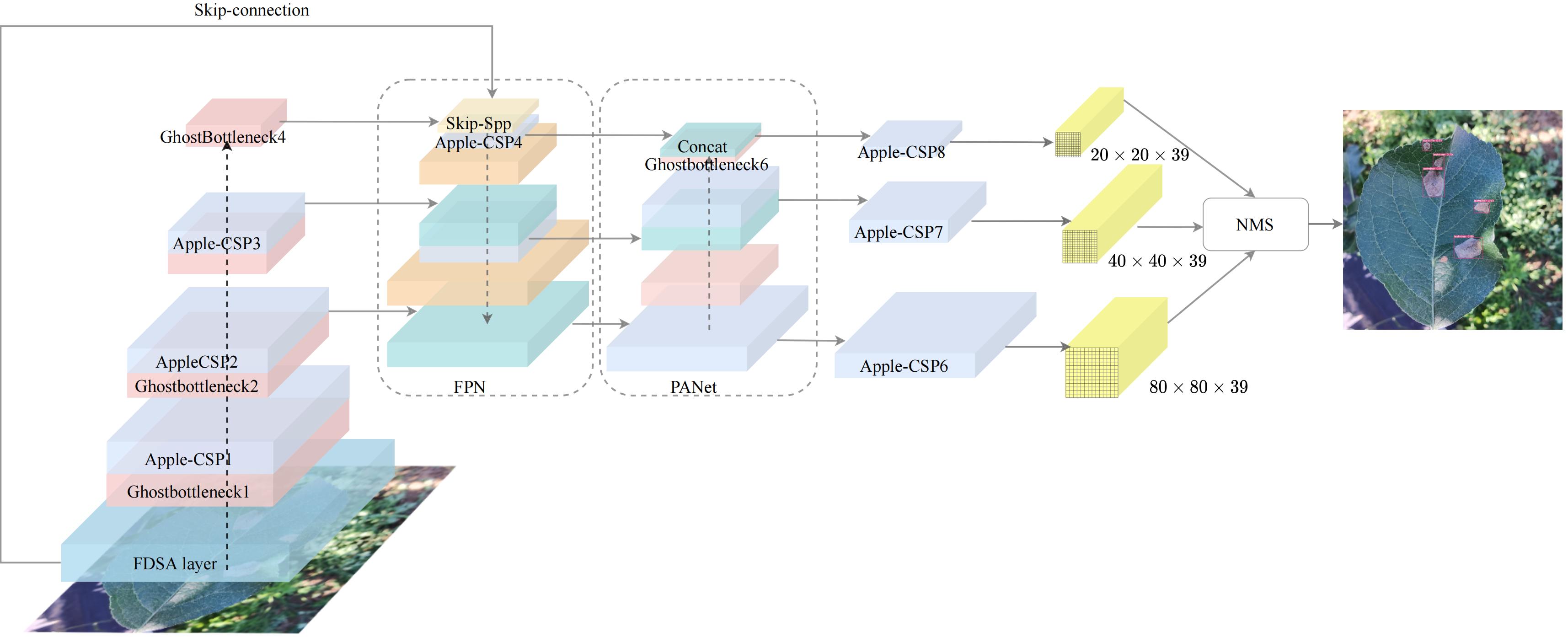 Apple-YOLO: A novel mobile terminal detector based on YOLOv5 for early apple leaf diseases 